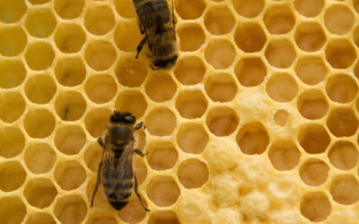 ¿Qué es la Jalea Real?