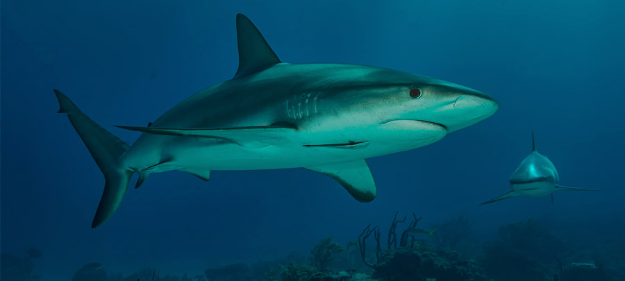Cartílago de tiburón en Osteomat Plus de Conatal