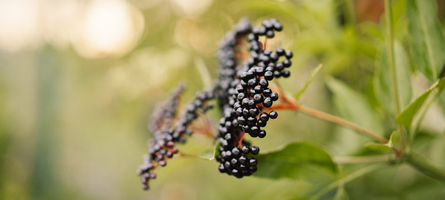 sauco Planta del sauco